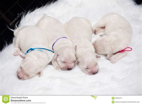 Every puppy you find for sale on our site comes from vetted. Newborn Golden Retriever Puppies Stock Image - Image of beautiful, adorable: 66620417