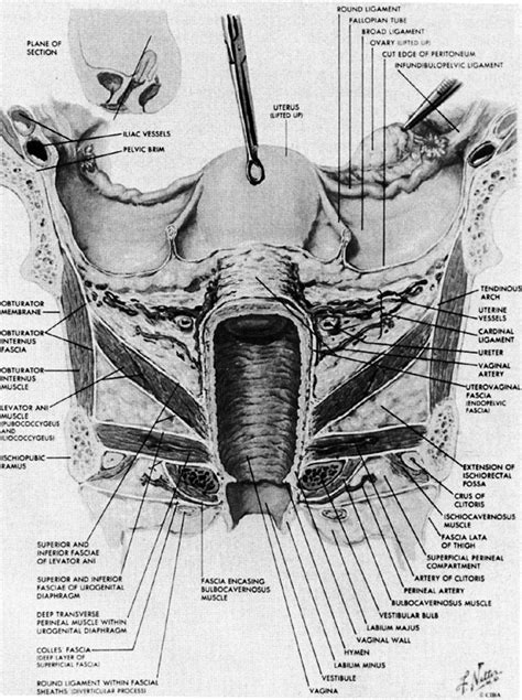 Anatomy Of The Pelvis Glowm