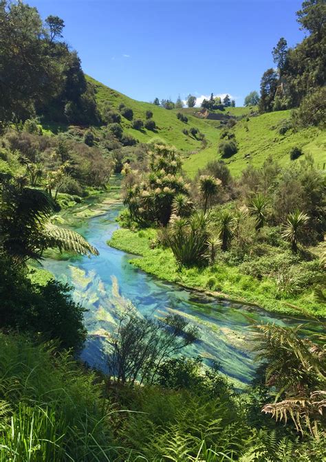 Clear Water At Blue Springs New Zealand North Island 😮 1334 X 750