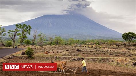 Gunung Agung Erupsi Warga Lebih Takut Meninggalkan Sapi Daripada