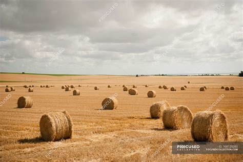 Round Hay Bales In Field Overcast Daylight Stock Photo