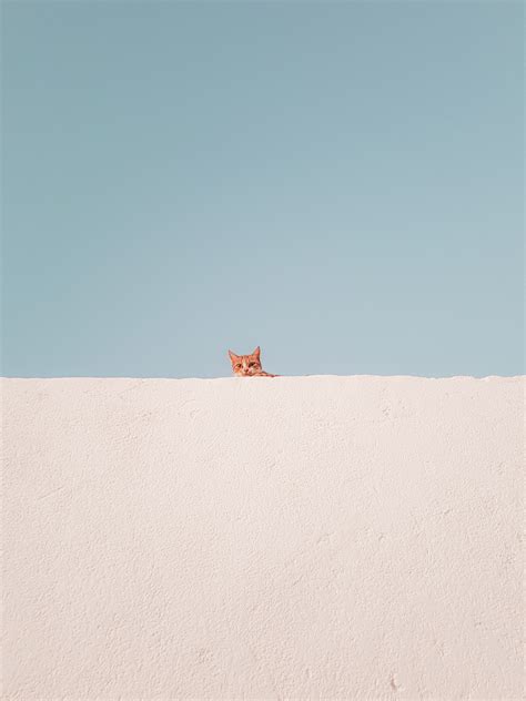 Download Wallpaper 2711x3615 Cat Wall Peeking Funny Minimalism Hd