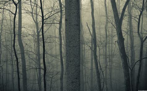 Nature Trees Forests Woods Trunk Haze Fog Mist Dark Bark Spooky Creepy