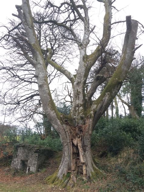 Old Beech Tree Forgotten Garden Of Lewtrenchard