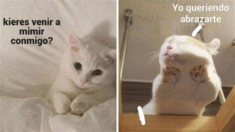 5 Memes De Gatitos Y Amor Para Hacer Stickers Y Compartir Petlife