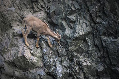 Goat Climbing In Rock Mountains — Stock Photo © Barashenkov
