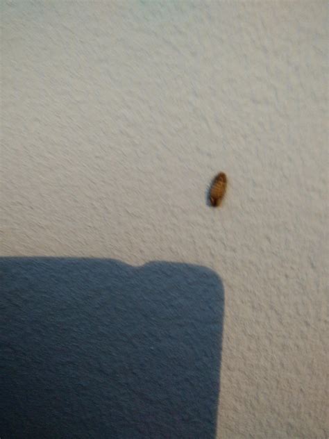 Netherlands I Found This Bug In My Bedroom It Just Stays Idle For