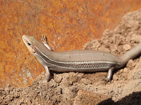 Prairie Skink Plestiodon Septentrionalis At Herpedia™com