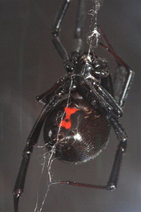 Black widow is one of the most dangerous spiders. Deadly Spiders: Poisonous or Venomous? | Black widow ...