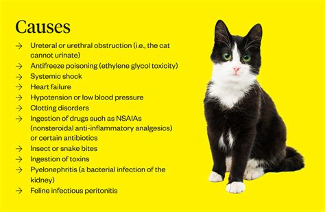 Cat Kidney Renal Failure Symptoms Causes And Treatment Dutch