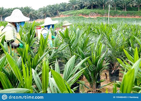 The guardian, guardian news and media limited, london, uk. Activity In Oil Palm Nursery Stock Image - Image of ...