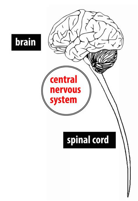뇌와 신경계the Brain And Nervous System Noba Ko