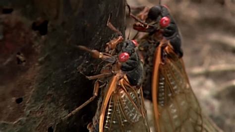15 Million Cicadas Expected To Emerge After 17 Years Underground Fox 59