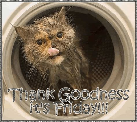 I do not own the video and the credits go to. happy friday cat GIF | Find, Make & Share Gfycat GIFs