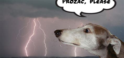 Is Your Dog Afraid Of Thunderstorms Abandoned Pet Rescue