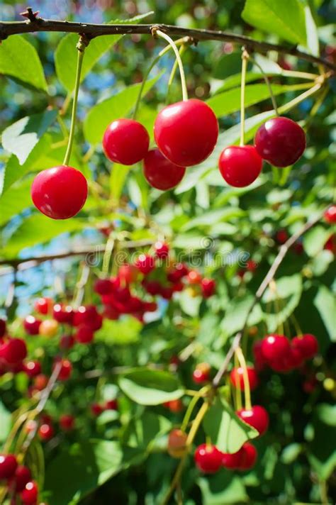 Red Sour Or Tart Cherries Growing On A Cherry Tree Stock Photo Image