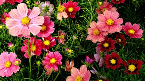 Pink Cosmos Flowers Wallpapers Hd Wallpapers Id 18557