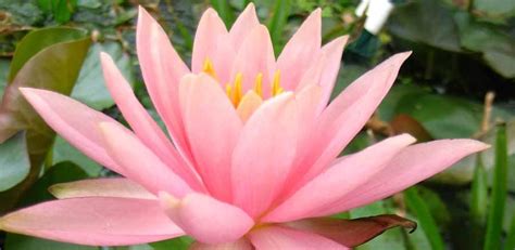 Pink Hardy Water Lilies Pond Products Canada Hydrosphere Water Gardens