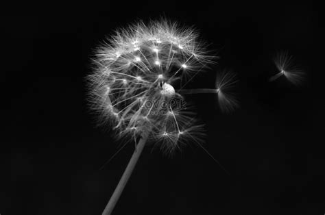 Black And White Dandelion Picture And Hd Photos Free Download On Lovepik