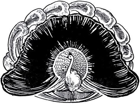 Likely its a good occasion to tell about money clip art black and white vector. Wonderful Peacock Image - The Graphics Fairy