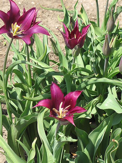 To dream that you are a character in a fairy tale suggests your need to be rescued or to be swept off your feet. Purple Dream Tulip (Tulipa 'Purple Dream') in Issaquah ...