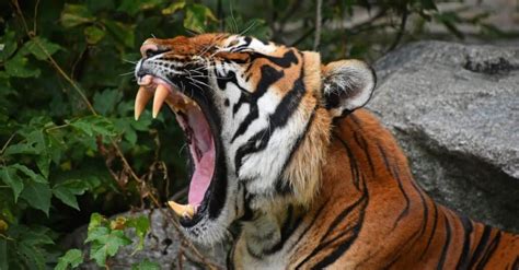 Tiger Teeth Everything You Need To Know A Z Animals