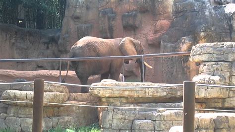 Joy The Elephant Greenville Zoo Youtube