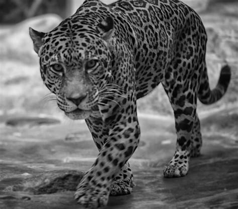 Jaguar Panthera Onca Taken At The Cincinnati Zoo Flickr