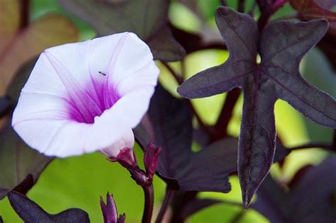 These flowering perennial vines for shade are the perfect solution…they're pretty and practical. 5 Pretty Vines for Your Partial Shade Garden | Climbing ...