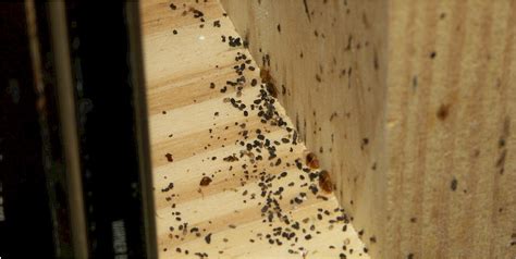 How To Spot Bed Bug Droppings In Your Home Bedbugs