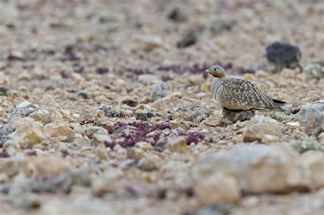 A Male Black Bellied Sandgrouse Pterocles Orientalis Foraging In The
