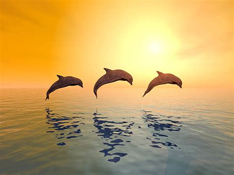 Dolphins Jumping Sunset Stock Photos Pictures And Royalty Free Images