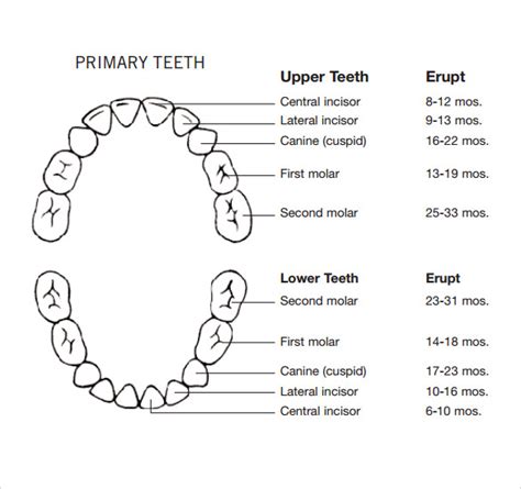 Primary Teeth Chart Abc