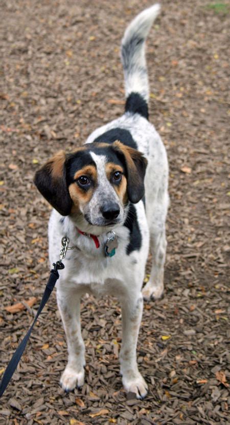 I do have two litters due next week.￼. Frank the Beagle Mix | Dogs | Daily Puppy