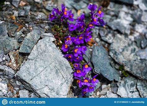 Purple Flowers On A Rocky Mountainside Stock Photo Image Of Outside