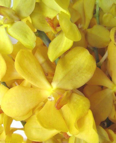 Fresh Flowers Yellow Mokara Orchids Flowersnhoney Fresh Flowers And The Best Honey