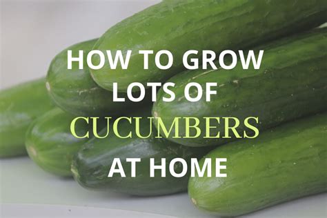 How To Grow Cucumbers Planting Growing And Harvesting