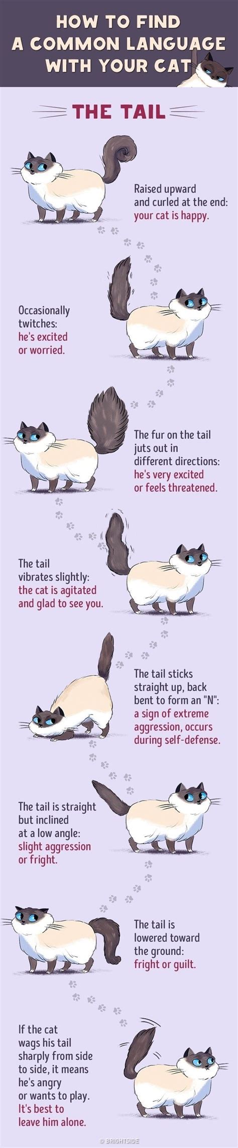 Understand Cat Language Better With These Funny Illustrations Cat