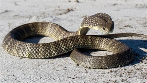 Tiger Snake Bite