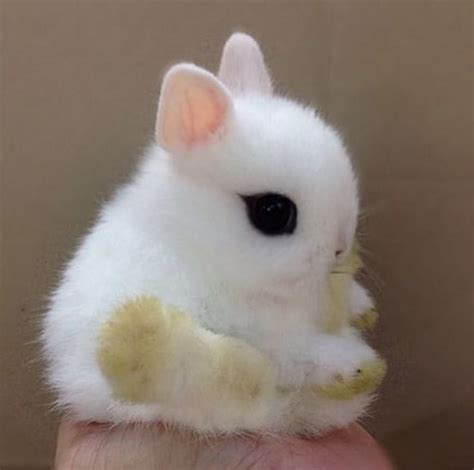 The Cutest Rabbit In The World