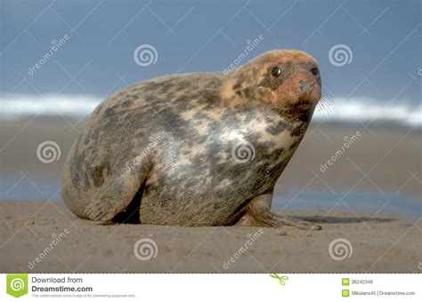 Grey Seal Halichoerus Grypus Stock Photo Image Of Grey British