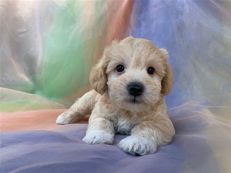 Miniature Schnoodle Breeders In Iowa Schnoodles For Sale Now