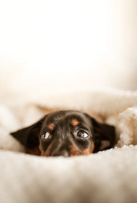5000 Best Puppy Photos · 100 Free Download · Pexels Stock Photos