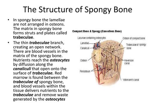 Osteocytes In Spongy Bone