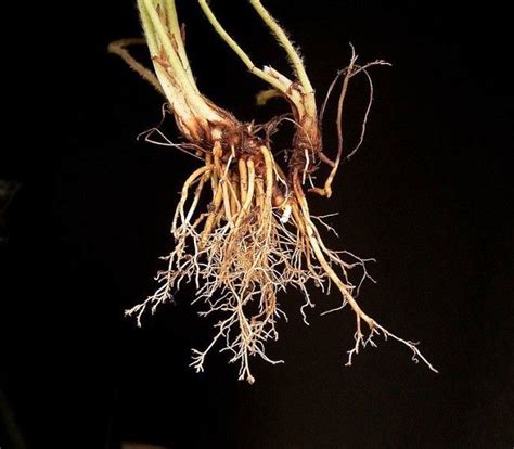 Plants With Fibrous Root System Modsihstory