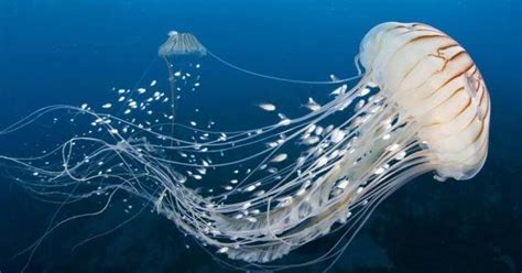 Sebgaian besar hewan yang bertubuh transparan adalah ubur ubur. Bagaimana Cara Ubur-ubur Berenang dan Menyengat? | Belajar ...