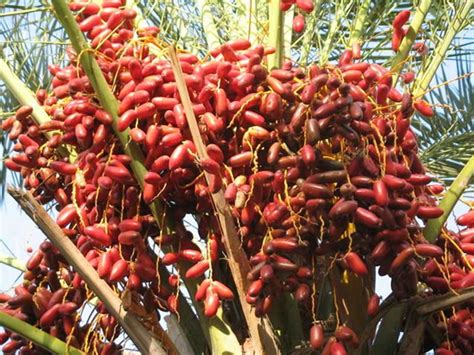 Blog untuk mempromosi tanaman kurma di malaysia. Johor Belum Disahkan Sesuai Untuk Tanaman Kurma - MYNEWSHUB