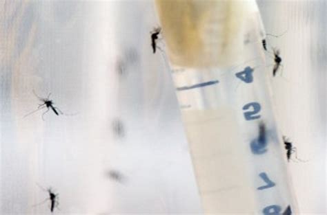 la oms aprobó el uso de la primera vacuna contra el dengue corrientes hoy