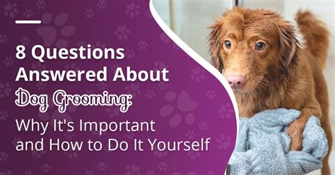 8 Questions Answered About Dog Grooming