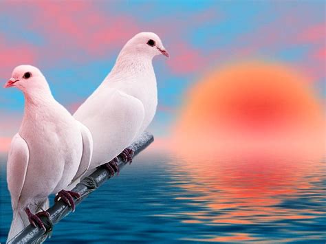 Gambar burung sayap burung laut margasatwa camar paruh via pxhere.com. Gambar Burung Merpati Bertengger - Love Birds Hd ...